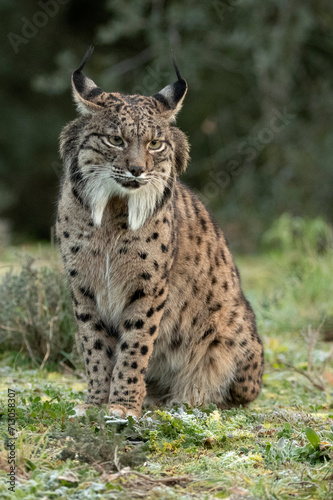 Iberian Lynx in a Mediterranean forest with the first lights of a cold winter day © Jesus