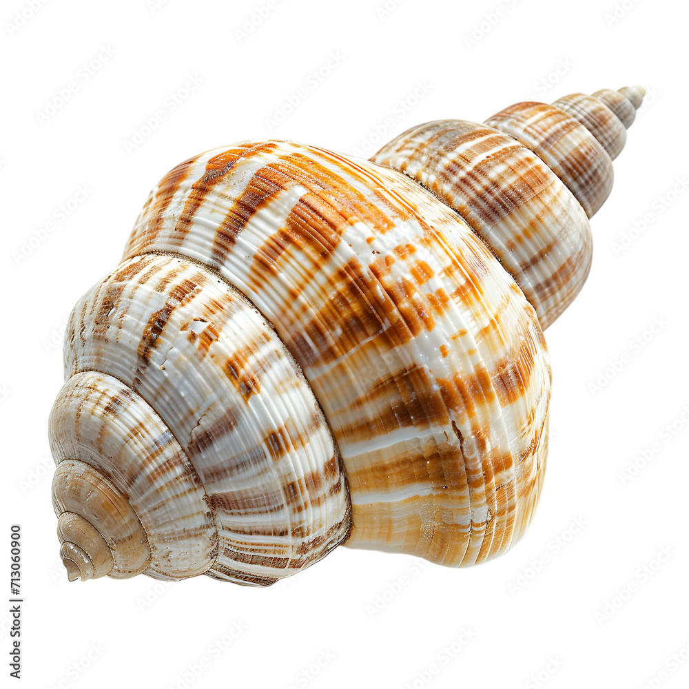 shell isolated on transparent background shell isolated on transparent background