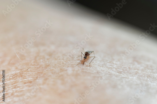 An introduced species to New Zealand, the striped mosquito feeds on humans and animals, it is enjoying a feed from someones arm.