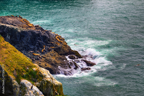 Sea lions resting on rocky cliff by Pacific ocean near Heceta Head Lighthouse, Oregon. photo