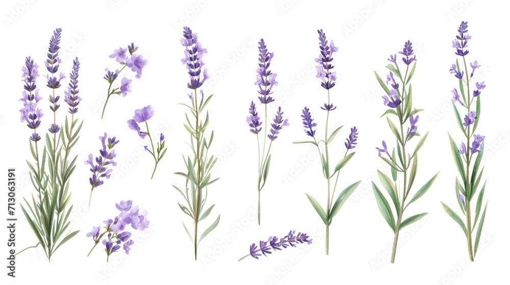 Obraz premium Set of collection lavender objects isolated on a transparent background, blades of grass and flowers in watercolor style