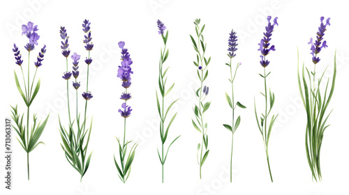 Set of collection lavender objects isolated on a transparent background  blades of grass and flowers in watercolor style