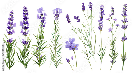 Set of collection lavender objects isolated on a transparent background  blades of grass and flowers in watercolor style