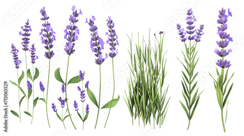 Set of collection lavender objects isolated on a transparent background  blades of grass and flowers in watercolor style