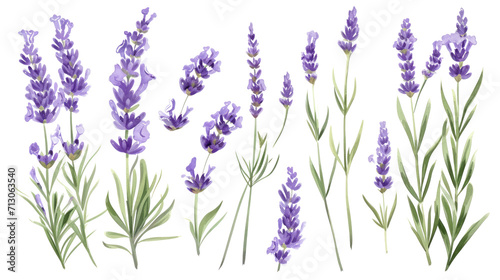 Set of collection lavender objects isolated on a transparent background  blades of grass and flowers in watercolor style