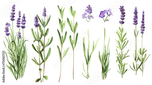 Fotografia Set of collection lavender objects isolated on a transparent background, blades