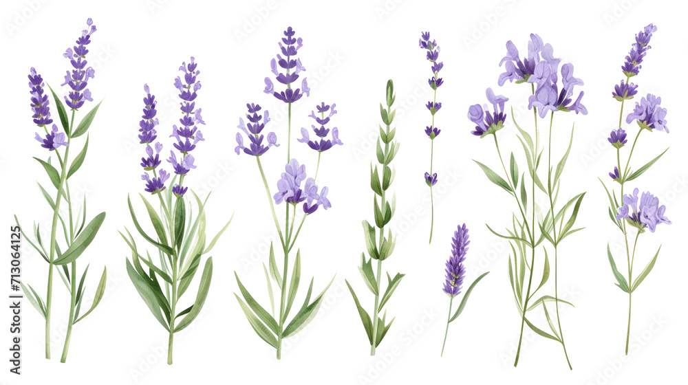 Obraz premium Set of collection lavender objects isolated on a transparent background, blades of grass and flowers in watercolor style