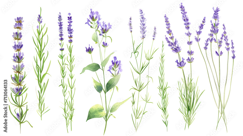 Naklejka premium Set of collection lavender objects isolated on a transparent background, blades of grass and flowers in watercolor style