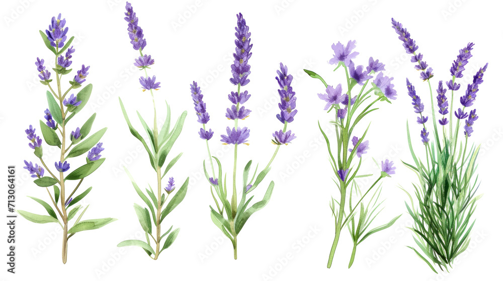 Fototapeta premium Set of collection lavender objects isolated on a transparent background, blades of grass and flowers in watercolor style