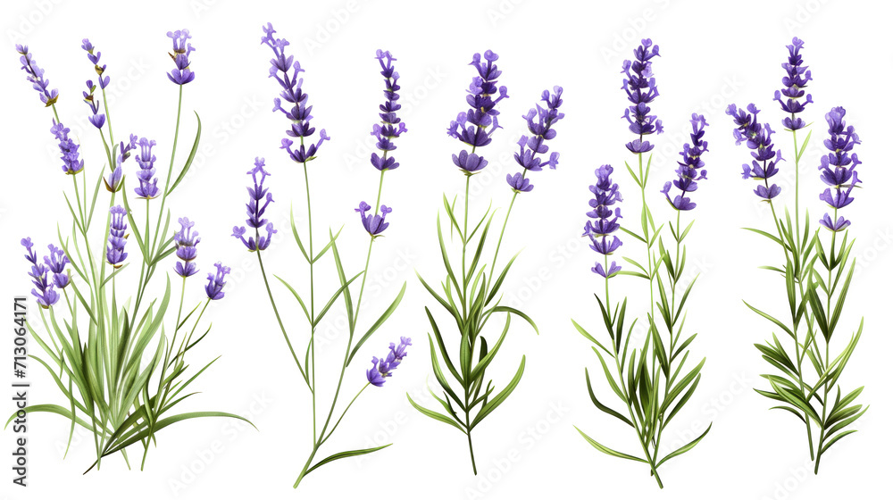 Obraz premium Set of collection lavender objects isolated on a transparent background, blades of grass and flowers in watercolor style