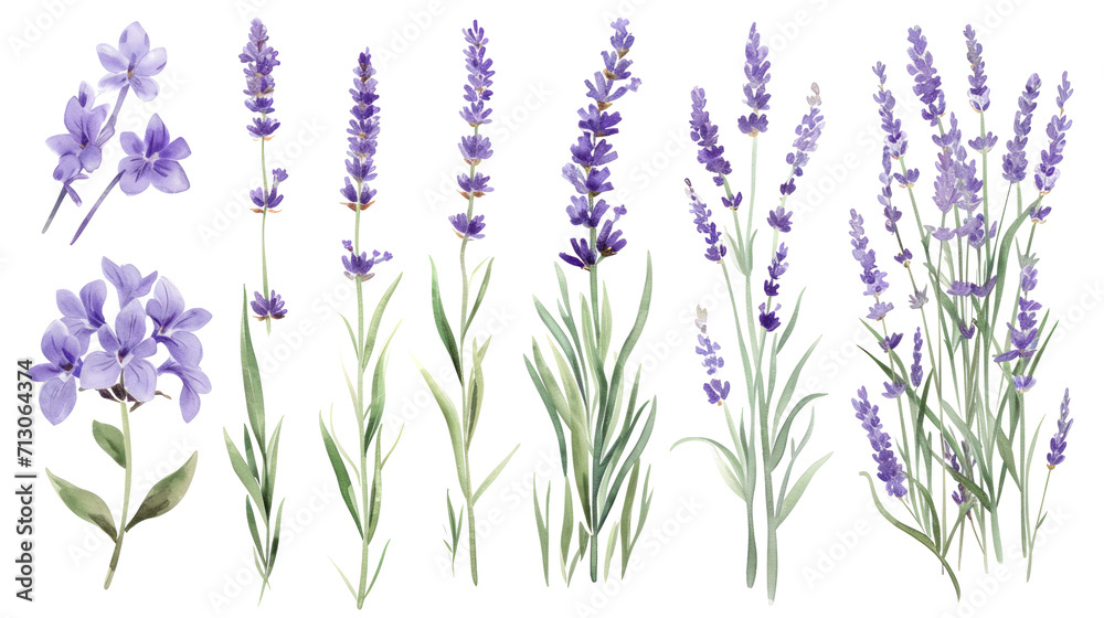 Naklejka premium Set of collection lavender objects isolated on a transparent background, blades of grass and flowers in watercolor style