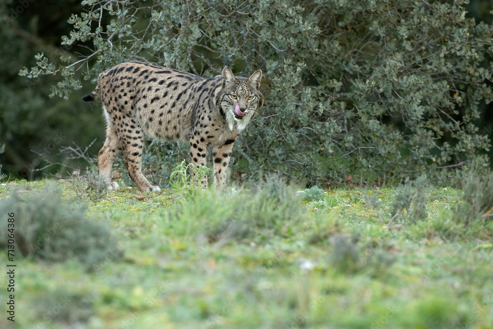Fototapeta premium Adult female Iberian Lynx walking through her territory within a Mediterranean forest at the first lights of a cold January day