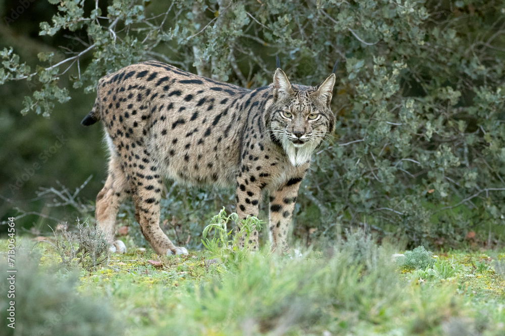 Naklejka premium Adult female Iberian Lynx walking through her territory within a Mediterranean forest at the first lights of a cold January day