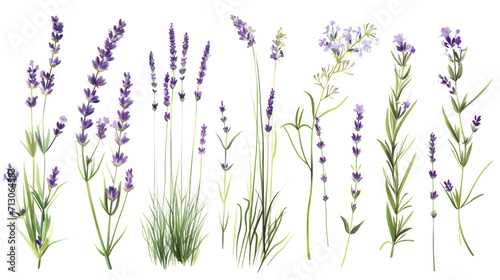 Canvas Print Set of collection lavender objects isolated on a transparent background, blades