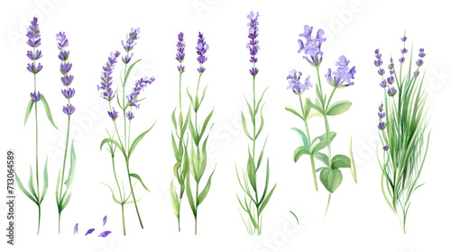 Set of collection lavender objects isolated on a transparent background  blades of grass and flowers in watercolor style