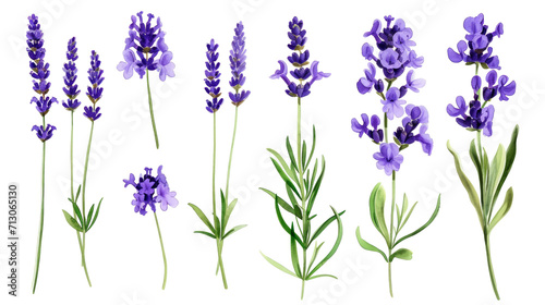 Set of collection lavender objects isolated on a transparent background, blades of grass and flowers in watercolor style