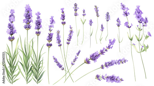 Set of collection lavender objects isolated on a transparent background  blades of grass and flowers in watercolor style