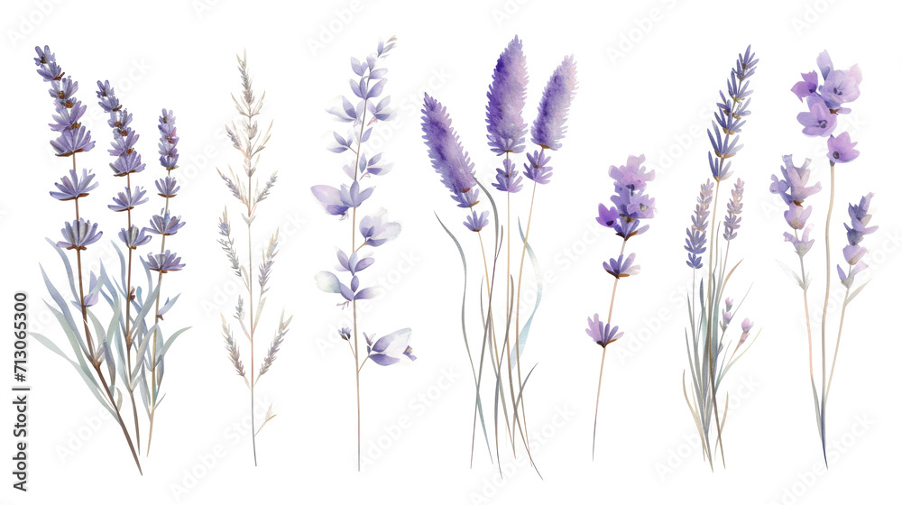 Naklejka premium Set of collection lavender objects isolated on a transparent background, blades of grass and flowers in watercolor style