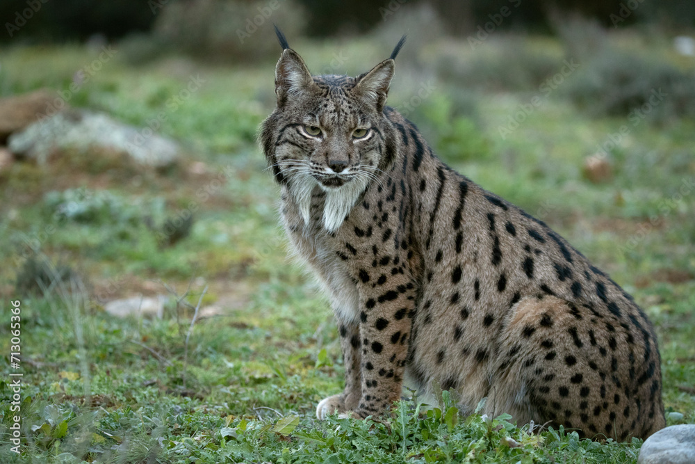 Adult male Iberian Lynx in a Mediterranean oak forest at first light on a cold winter day Adult male Iberian Lynx in a Mediterranean oak forest at first light on a cold winter day