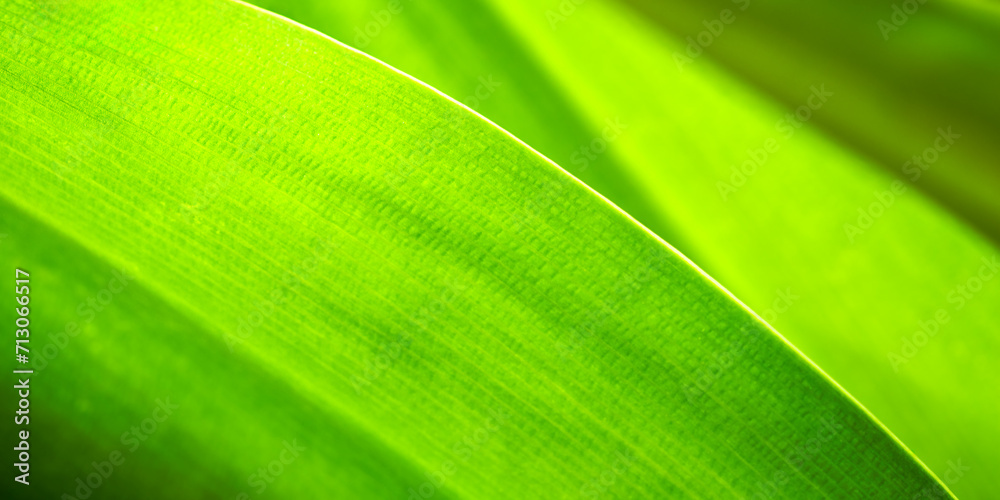 Banana leaf. Close-up of tropical plant leaf and stem. Banana leaf. Close-up of tropical plant leaf and stem.