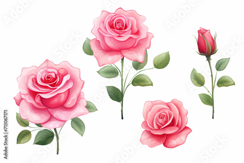 Rose flower in valentine day