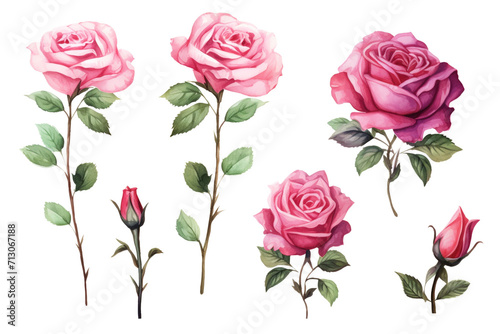 Rose flower in valentine day © toeytoey