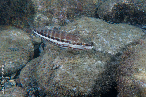 Comber (Serranus cabrilla) in Mediterranean Sea