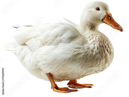 White Pekin Duck Isolated on Transparent or White Background, PNG
