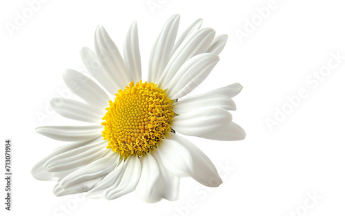 Daisy Beauty On Transparent Background.