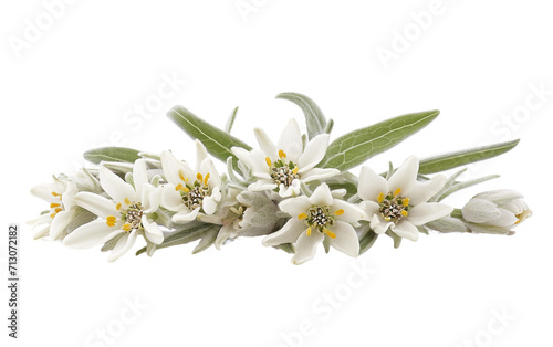 Edelweiss' Delicate Beauty On Transparent Background.