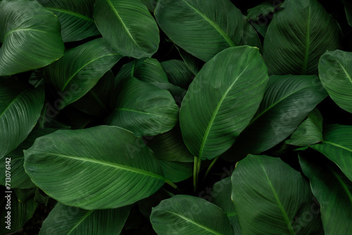 abstract green leaf texture, nature background, tropical leaf 