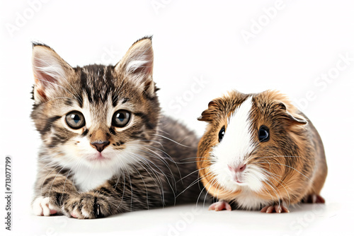 A kitten and a guinea pig in front of a white background, cute animal friendship