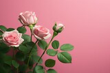 Beautiful pink roses on pink background, top view. Space for text