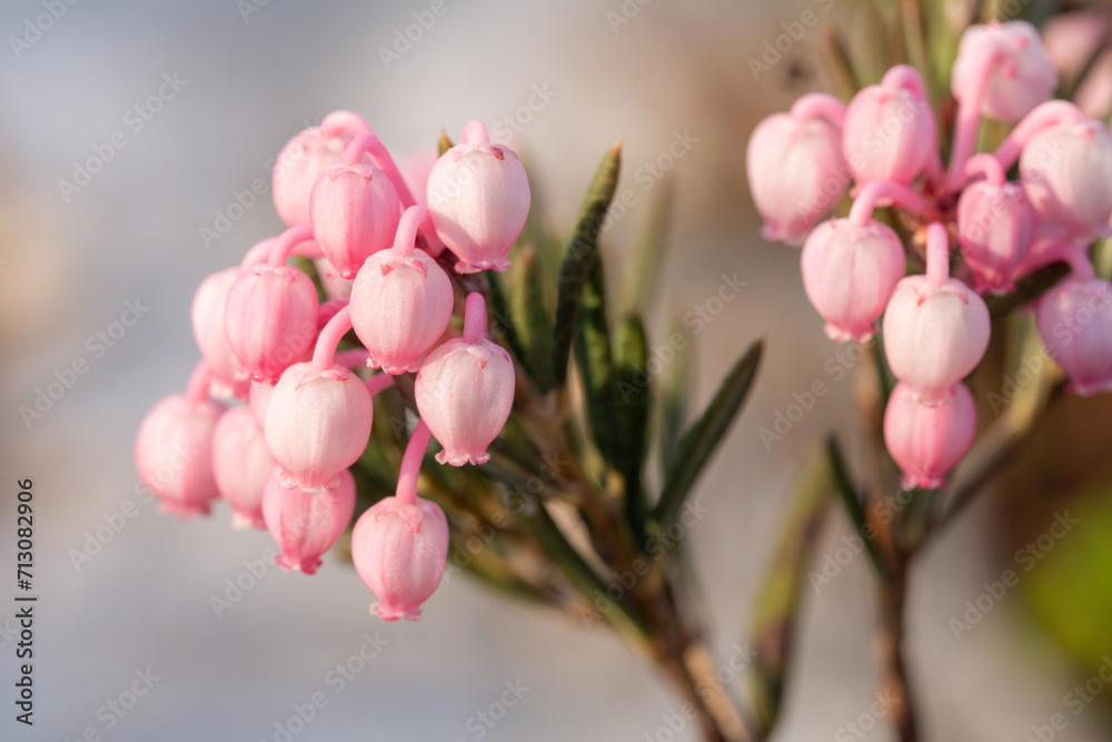 Fototapeta premium Bog rosemary in bloom