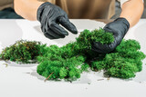 Close-up of woman hands in black latex gloves cleaning moss. Process of working with stabilized decorative reindeer moss. Concept of modern eco style interior.