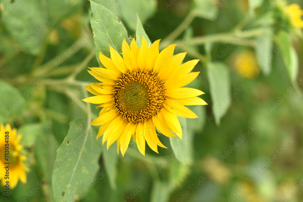 Yellow sunflowers bloom against a background of green leaves Yellow sunflowers bloom against a background of green leaves