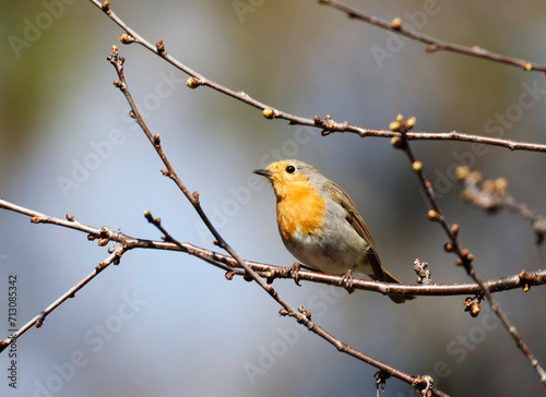 A Robin (Erithacus rubecula) is sitting on a tree
