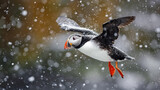 Atlantic Puffin flying during snowfall.