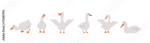 Set of cute farm gooses. Domestic and wild ducks on white background. Agriculture birds. Rural wildlife. Perfect for logo, greeting card and wrapping paper. Vector illustration in flat cartoon style.