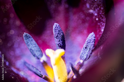 Macro shot of the inside of a flower all violet, dark background and some yellow