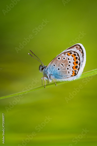 Macro shot of a Common blue butterfly, standing on a small grass straw with a green background