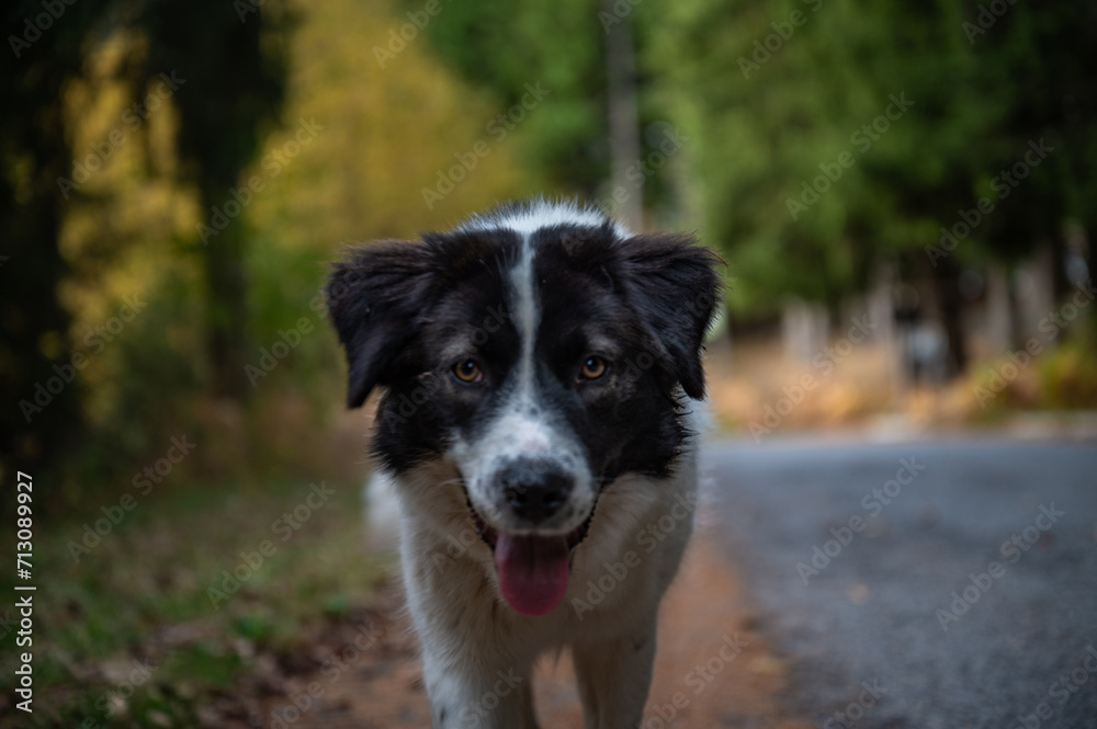  cute big dog walking into the camera during autumn