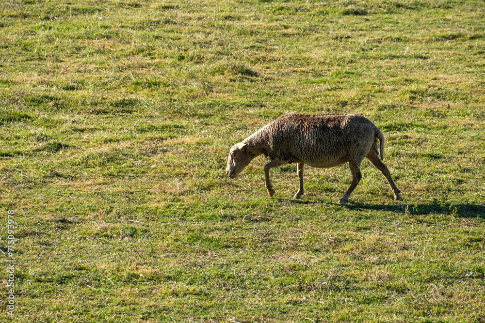 Obraz premium Sheep grazing grass in the sun in a winter days in a pasture land. Flock of Sheep grazing dry grass in dry corn field after harvesting of corn. Dairy animals. Cattle in rural environment