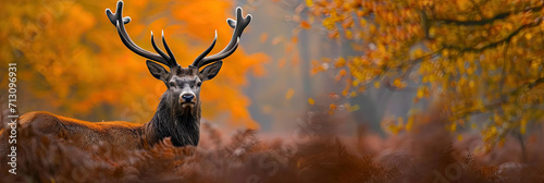 Majestic Deer Standing Amidst Dense Forest Surrounded by Towering Trees © Piotr