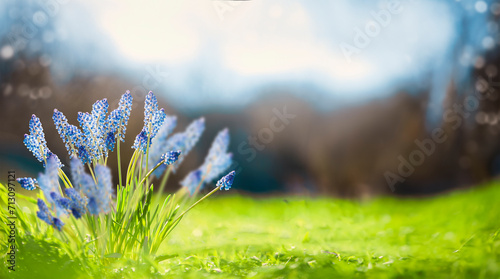 Beautiful blue Grape hyacinths flowers in green grass of park or garden. Springtime nature background, outdoor. Banner