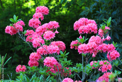 Colorful azalea, or Rhododendron simsii flowers in a garden photo