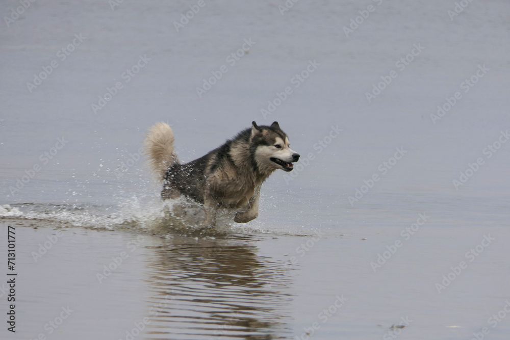 A Malamute dog runs in the waters of the river.