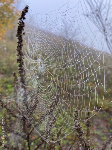 A spider's web on a branch of grass in drops of ross, a spider weaved its webs on the grass, morning in nature, drops of water frozen on thin threads of cobwebs.
