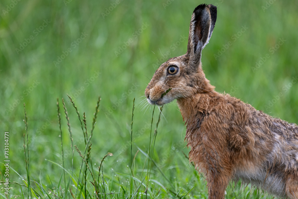 Fototapeta premium Hase im Gras