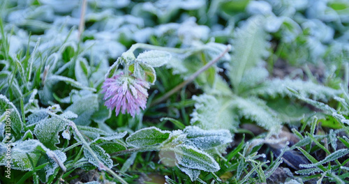 Frost on the grass in the early morning. Close-up.